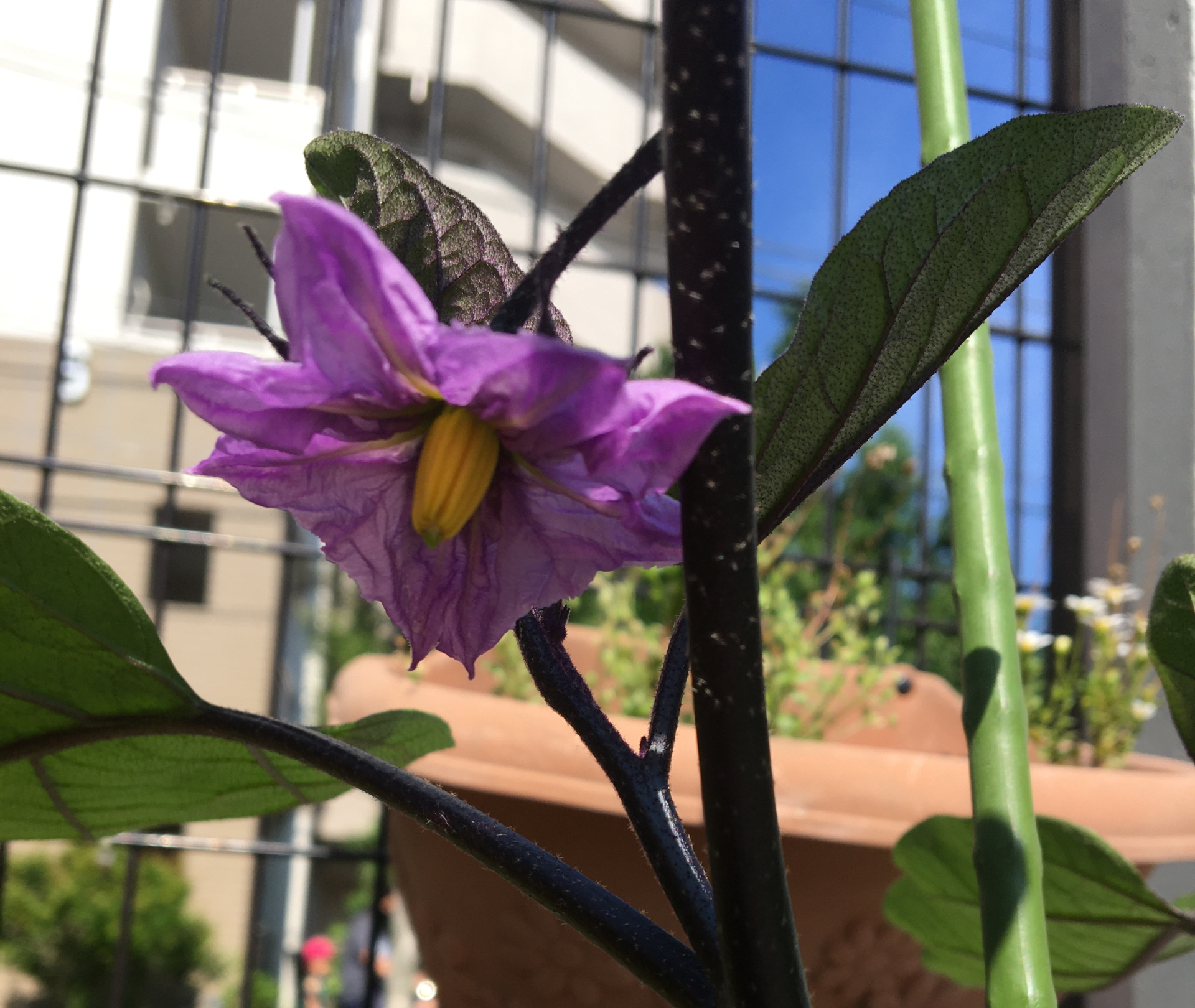 ヒント 夏の野菜 瀬谷中央保育園